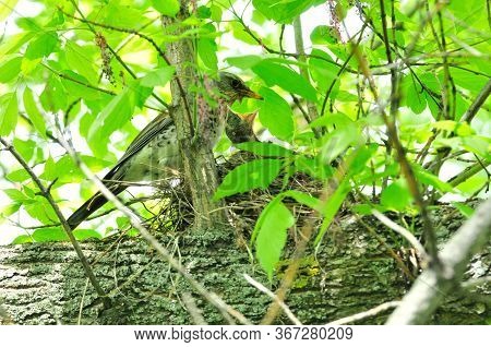 A Bird Feeds The Chicks In The Nest. The Fieldfare (turdus Pilaris) Is A Member Of The Thrush Family