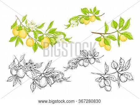 Lemon Tree Branch With Lemons, Flowers And Leaves. Element For Design. Outline And Colored Hand Draw