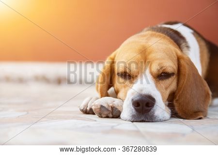 Crossbreed Puppy Beagle Looks Guiltily. Cute Red Dog Beagle Sitting In The Home, Looking Out The Doo