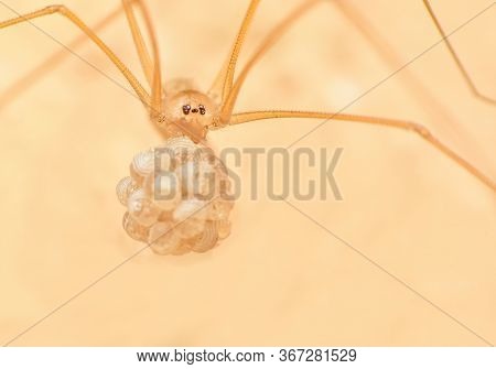 Pholcus Phalangioides Also Known As The Longbodied Cellar Spider And Spider's Eggs Clings Together A