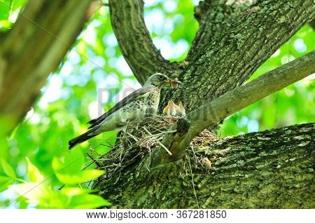 A Bird Feeds The Chicks In The Nest. The Fieldfare (turdus Pilaris) Is A Member Of The Thrush Family