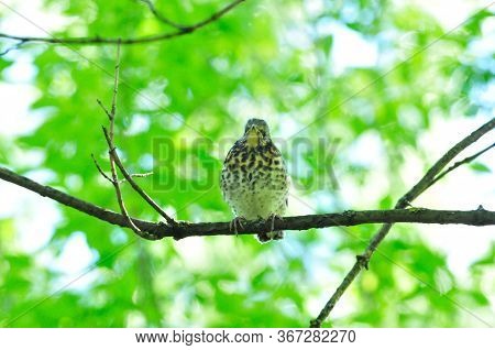 A Chick Is Sitting On A Tree Branch. The Fieldfare (turdus Pilaris) Is A Member Of The Thrush Family