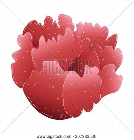 Sea Round Coral, Red Isolated On White Background, Stock Vector Illustration For Design And Decorati
