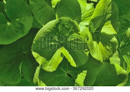 Spring Leaves Of Marsh Marigold, Kingcup (caltha Palustris) At Sunlight. Lush Foliage Of Perennial H
