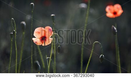Beautiful Poppy Freshness. The Bright Rays Of The Sun Illuminate The Gentle, Charming God's Creation