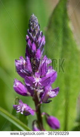 Blue To Purple Herb Vítch Crested - Polygala Comosa.
