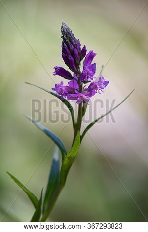 Blue To Purple Herb Vítch Crested - Polygala Comosa.