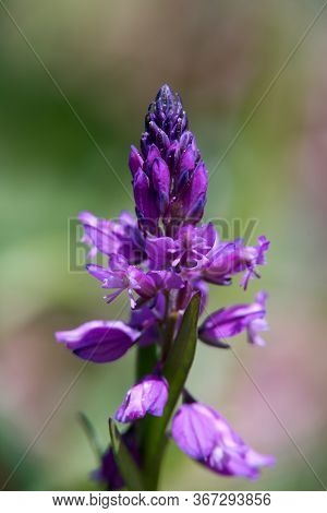 Blue To Purple Herb Vítch Crested - Polygala Comosa.