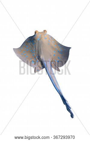 Bluespotted Ribbontail Ray (taeniura Lymma) Isolated On A White Background. Close Up Of Dangerous Un