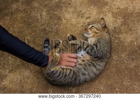 Cat On The Floor Sleeping To Scratch The Stomach Spellbound.