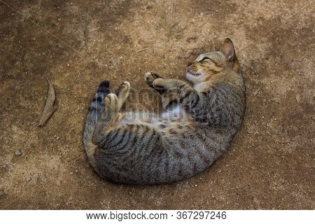 The Cat On The Floor Sleeps Spellbound.