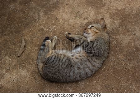 The Cat On The Floor Sleeps Spellbound.