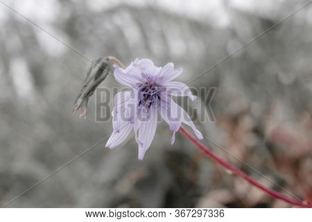 Magnoliopsida  Flowers Are Blooming And Have A Purple-white Color.