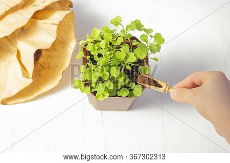 Recycling Waste From Ground Coffee. Used Coffee Grounds As Fertilizer Micro Greens In Pot On White W