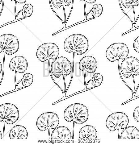 Gotu Kola Plant, Isolated On White Background. Centella Asiatica, Cosmetic And Medical Herb. Hand Dr