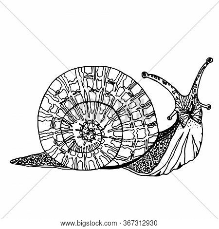 Funny Snail Sketch For Your Design. Hand Drawn Realictic Mollusk. Vector Illustration. Element For C
