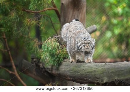 Pallas's Cat (otocolobus Manul). Manul Is Living In The Grasslands And Montane Steppes Of Central As