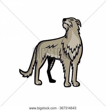 Sports Mascot Icon Illustration Of Scottish Deerhound Or The Deerhound, A Large Breed Of Hound Bred 