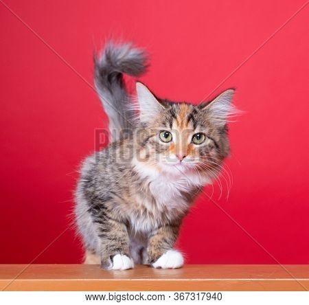 cute studio photo of a shelter cat on a isolated background