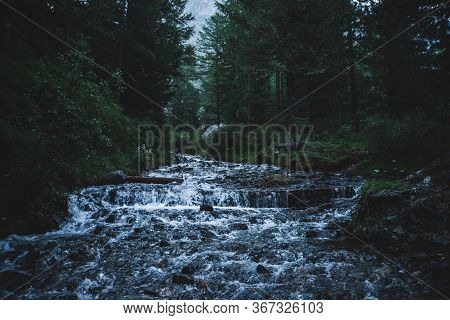 Fast Mountain Creek Flows In Dark Forest. Cascade Stream In Backwoods Among Dense Thickets And Conif