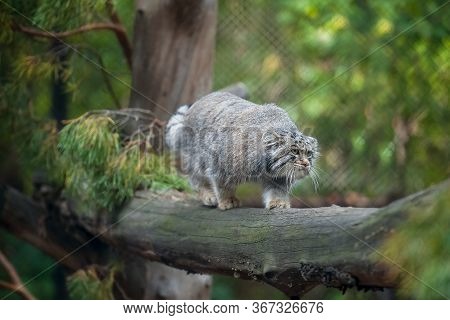 Pallas's Cat (otocolobus Manul). Manul Is Living In The Grasslands And Montane Steppes Of Central As