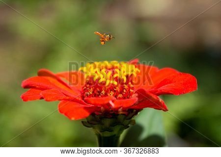 Pollen-laden Meliponian Bee Flying Over Zapato De Obispo Flower, Medellin, Antioquia, Colombia.