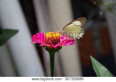 Butterfly Or White Moth Drinking Nectar From The Zapato De Obispo Flower, Medellin, Antioquia, Colom