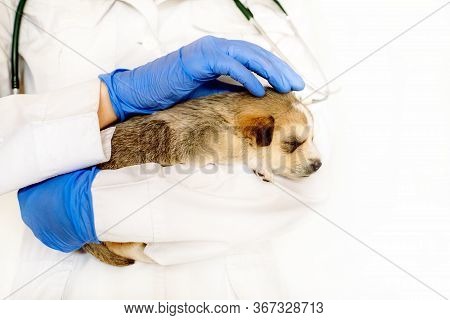 Cute Puppy On Hands At Vet.care For A Pet. Little Red Dog On White Background.