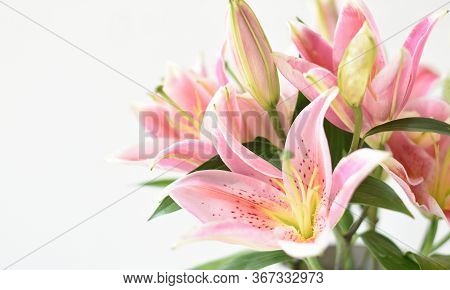Element For Design. Flower Close Up Background. Flowers For Postcard And Home Decoration. Beautiful 