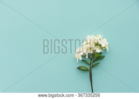 Element For Design. Flower Close Up Background. Flowers For Postcard And Home Decoration. Beautiful 