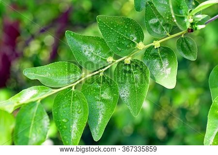 Jojoba Blooming  Tree Flowers