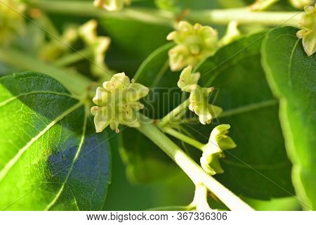 Jojoba Blooming  Tree Flowers