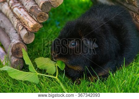 Black Guinea Pig In The Sun Sitting On Grass, Eating Herbs