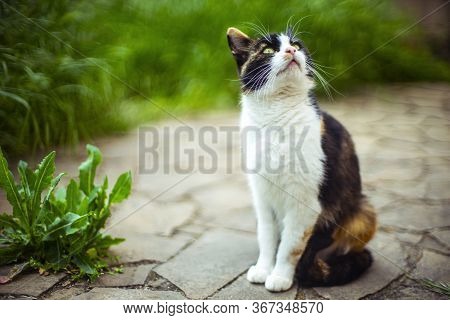 Charming Tricolor Cat With Big Vibriss Sitting In Spring Yard And Dreamily Looks Up