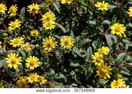 Closeup Zinnia Yellow Flowers - Latin Name - Sanvitalia Procumbens