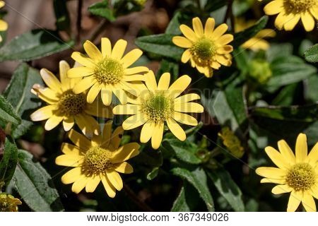 Closeup Zinnia Yellow Flowers - Latin Name - Sanvitalia Procumbens