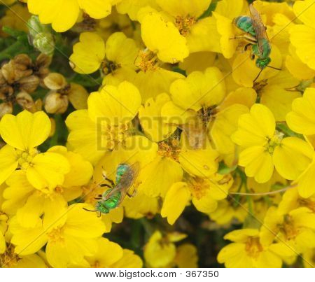 Zielony pszczoły na Paperflowers