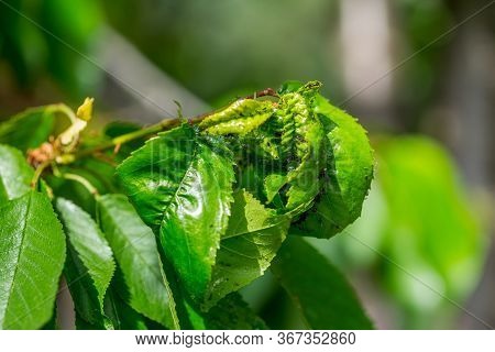 Black cherry aphids (Myzus cerasi) on a bunch of green cherries and leaves on a branch copy space fo