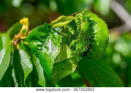 Black Cherry Aphids (myzus Cerasi) On A Bunch Of Green Cherries And Leaves On A Branch Copy Space Fo