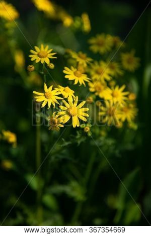 Wild Flowers Of Jacobaea Vulgaris On A Dark Green Blurred Background. Ragwort (jacobaea Vulgaris) On