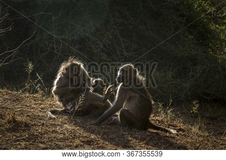 Chacma Baboon Family Portrait In Backlit In Kruger National Park, South Africa ; Specie Papio Ursinu