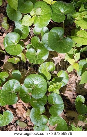 Neat Green Leaves, Top View. Background, Texture. Asarum. Forest Plant In The Sun.