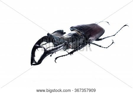Big Beetle With Big Horns. Beetle Deer On A White Background. Big Insect.