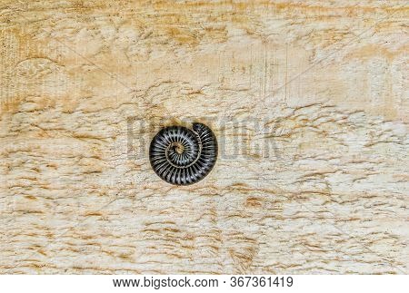 Curved Millipedes Curled Up On Artificial Wood In The Summer