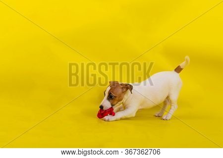 Puppy Jack Russell Terrier Plays With A Red Tulip Bud. Shorthair Thoroughbred Little Dog Cheerfully 