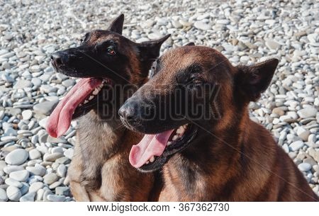 Two Malinois On The Beach, In Nature, Playing And Swimming Together