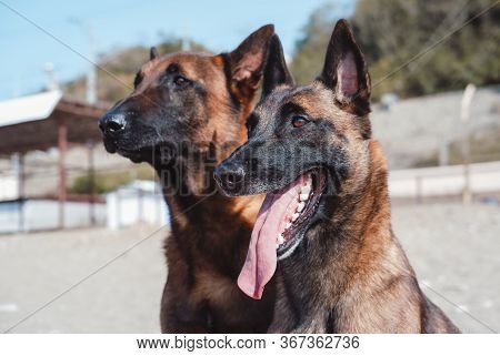Two Malinois On The Beach, In Nature, Playing And Swimming Together