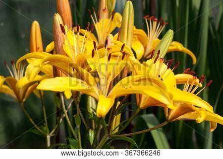 Flowers Of Lilium Canadense Are Growing On A Spring Meadow.