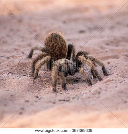 Fuzzy, brown tarantula in the desert sand