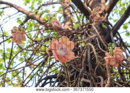 Shorea Robusta, The Sal Tree, Is A Species Of Tree In The Family Dipterocarpaceae